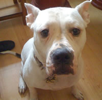 Darla