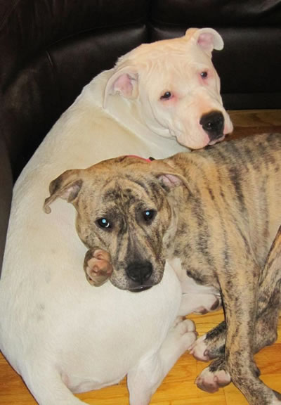 Brian and Bella