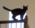 Pierre