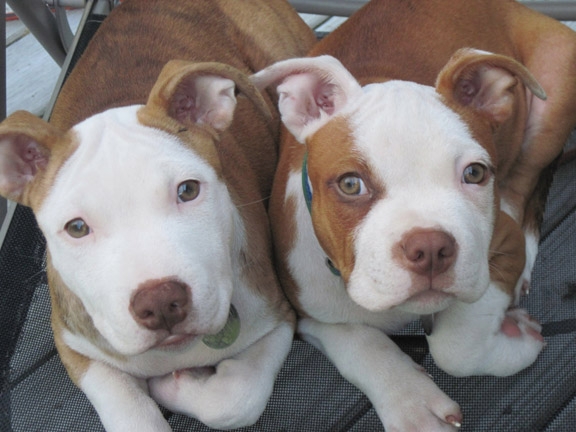 Happy Puppy Days!
