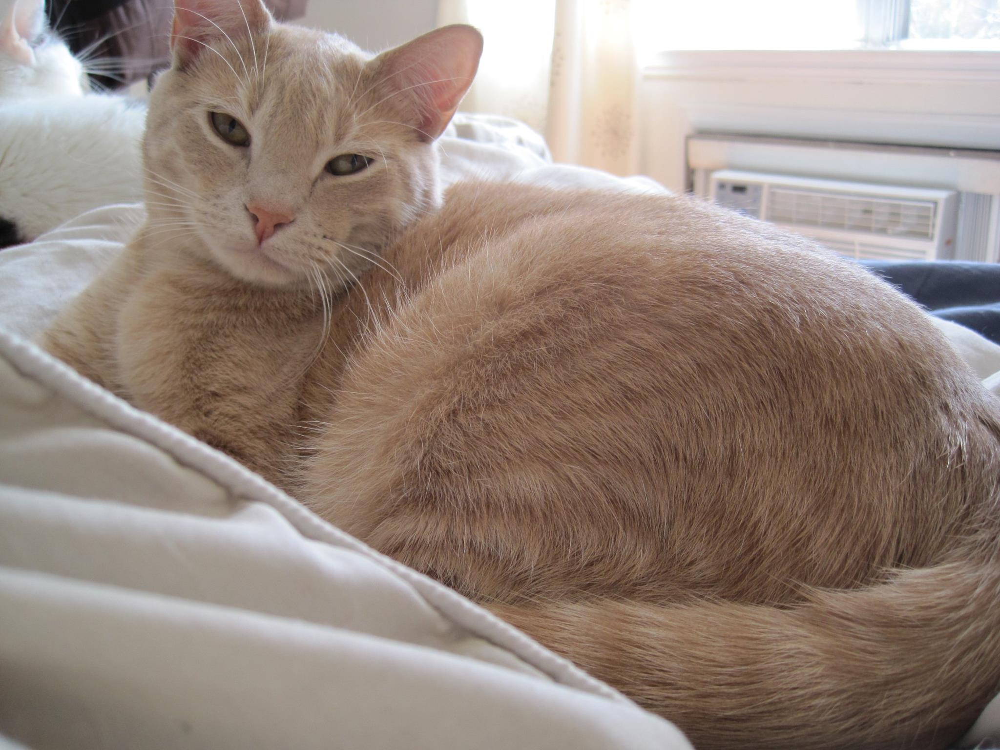 Peanut