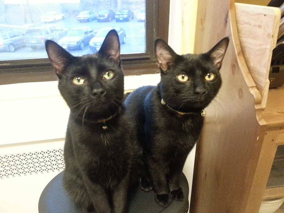 Salem and Pumpkin