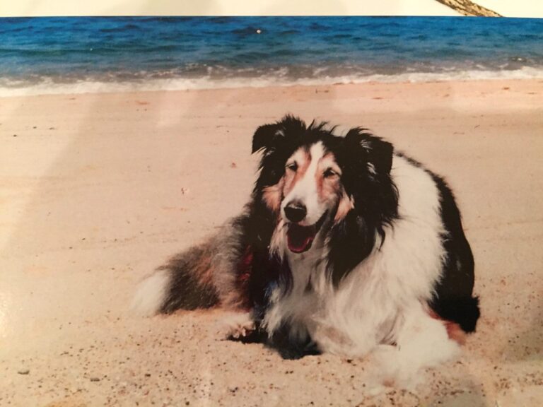 In Memory of Gus Gus