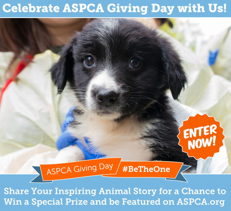 Be The One For Animals in Need