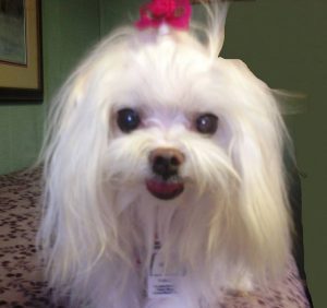 Molly – Our Forever Puppy
