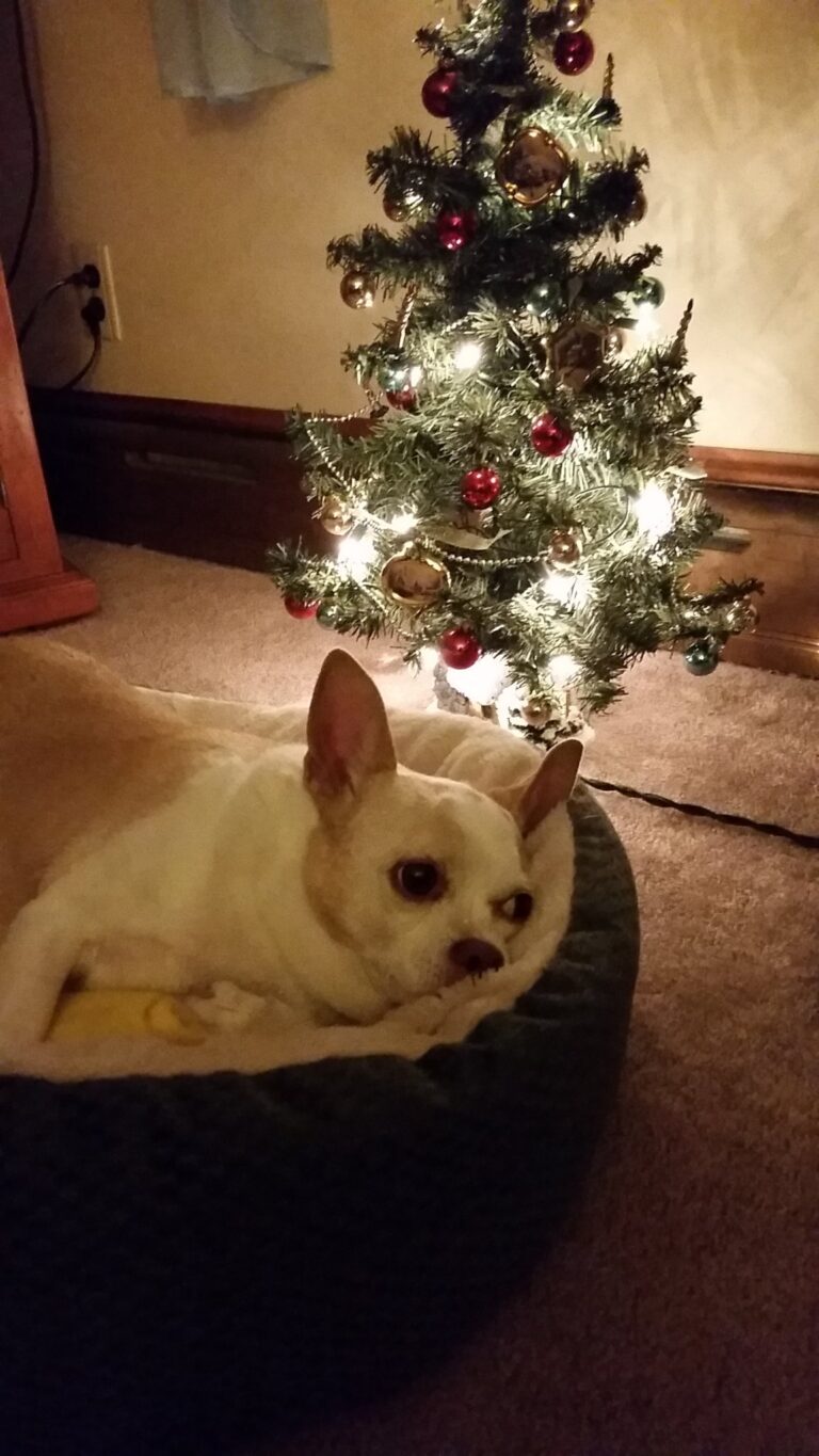 In loving memory of Taco