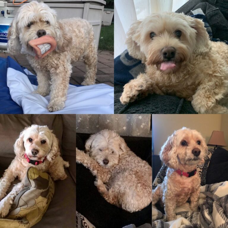 In Memory of Bella Nichols