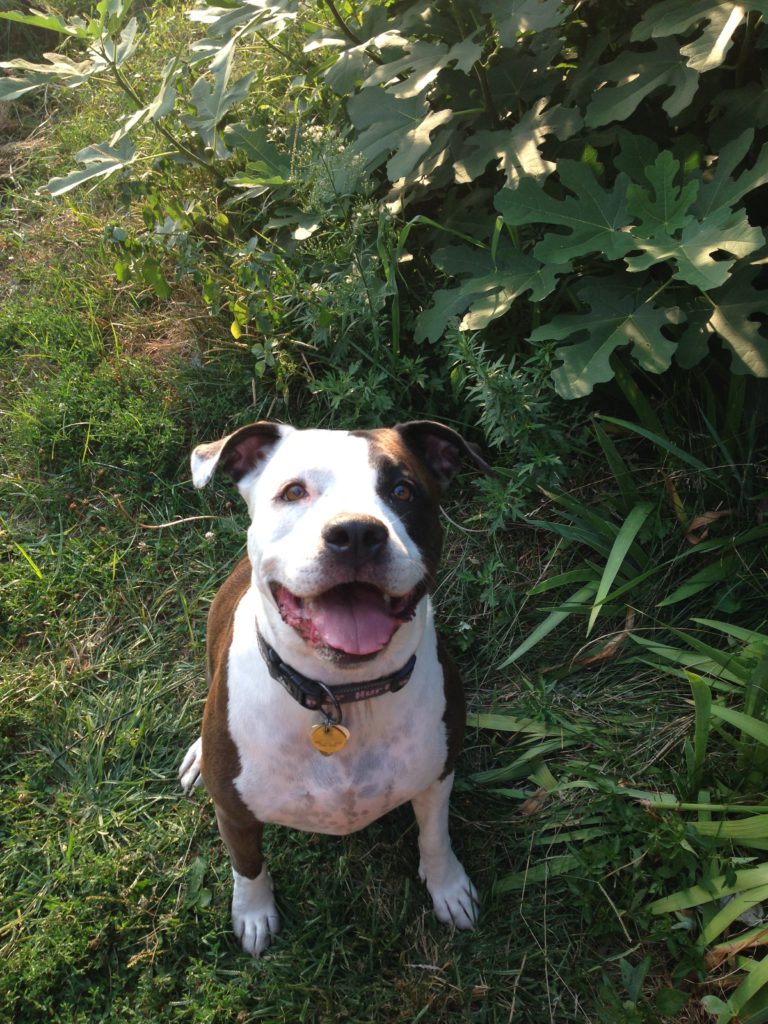In loving memory of Lilly