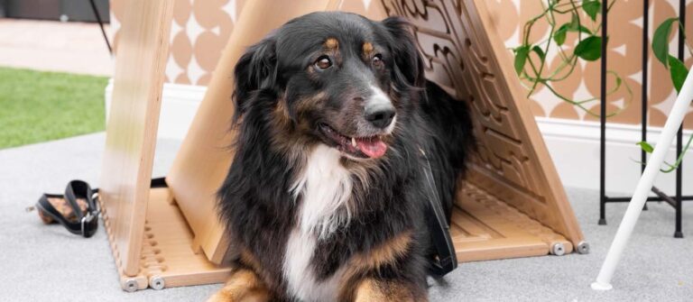 Barkitecture – Save The Date