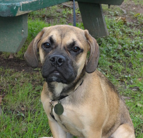 Buster