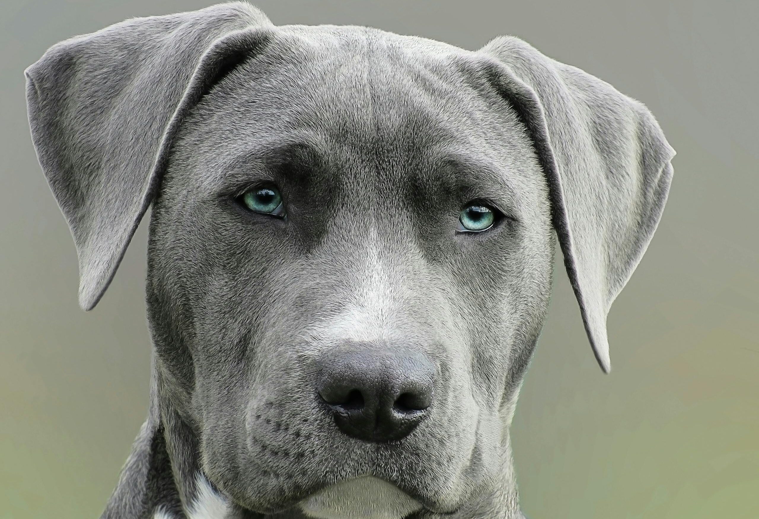 High-resolution close-up portrait of a gray dog with striking blue eyes, capturing elegant features.